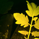 Una variedad de planta bioluminiscente frente a otra planta convencional.